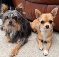 Penny - Chorkie puppy , a female Chihuahua and Yorkshire Terrier for sale in Clermont, FL – 5 of 5