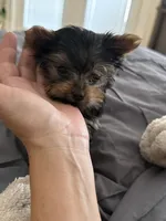 Tiny Teacup charting to be 3lbs, a male Yorkshire Terrier for sale in Clermont, FL – 9 of 9