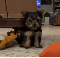 Tiny Todd Teacup, a male Yorkshire Terrier for sale in Clermont, FL – 5 of 7