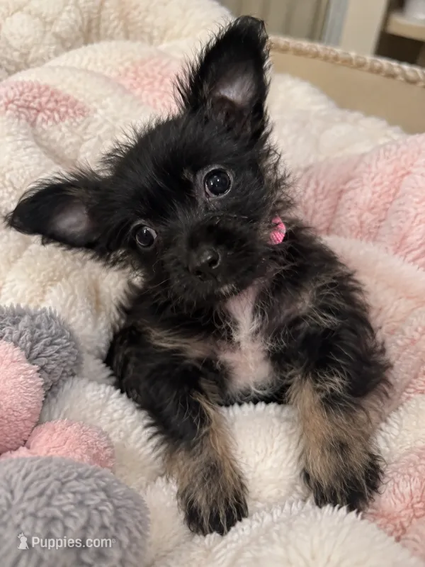 Chorkie – Chihuahua, Chorkie puppy for sale in Clermont, FL
