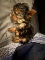 Tiny Teacup charting to be 3lbs, a male Yorkshire Terrier for sale in Clermont, FL – 8 of 9