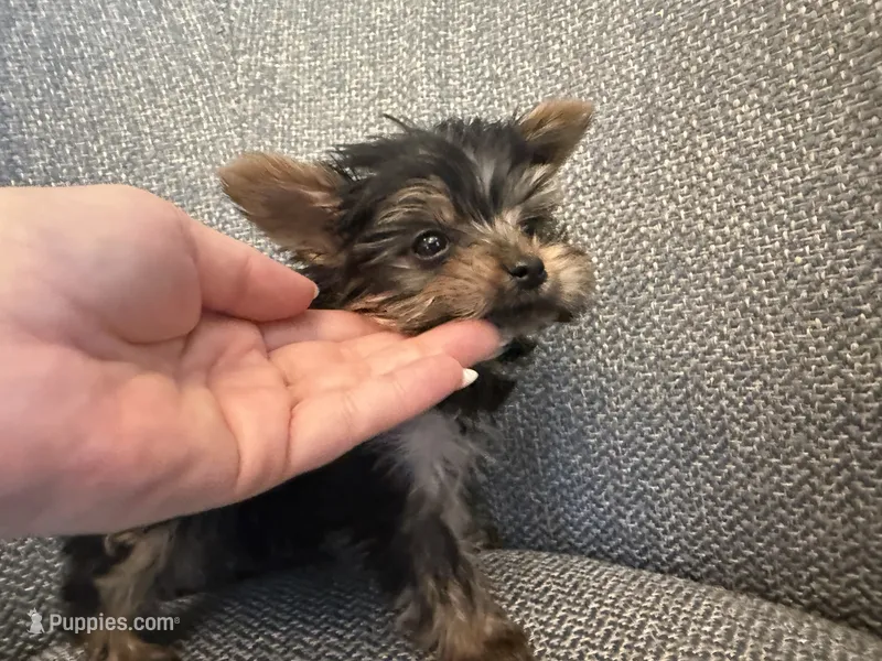 Tiny Todd Teacup – Yorkshire Terrier puppy for sale in Clermont, FL