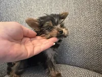 Tiny Todd Teacup, a male Yorkshire Terrier for sale in Clermont, FL – 1 of 7