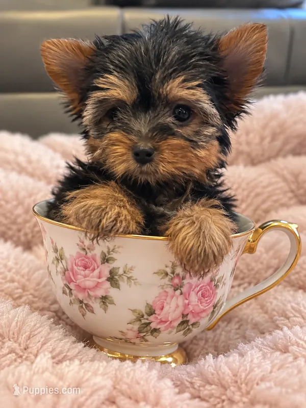 Tiny Teacup Rosie  – Yorkshire Terrier puppy for sale in Clermont, FL