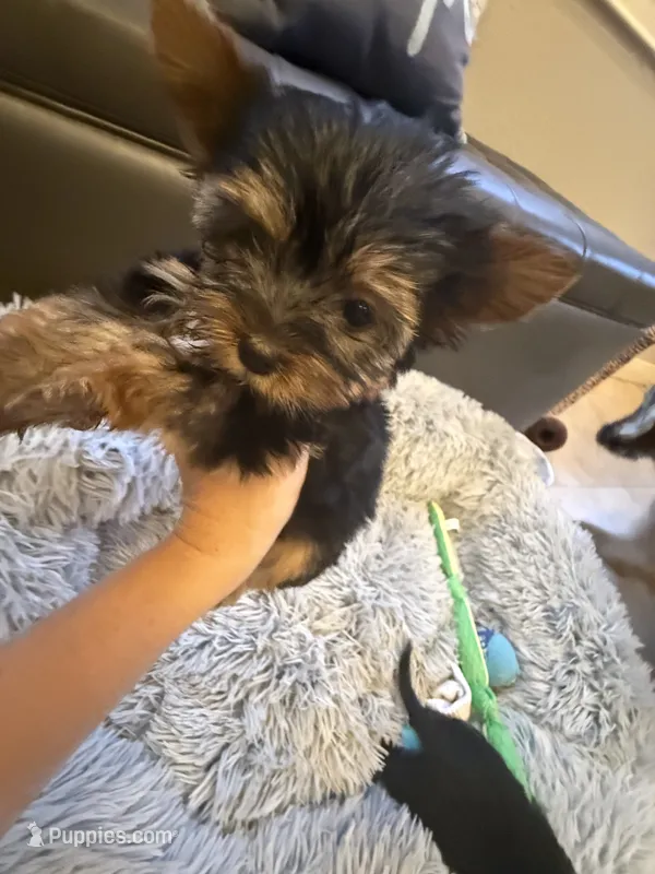 Teacup Rosie  – Yorkshire Terrier puppy for sale in Clermont, FL
