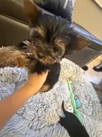 Teacup Rosie , a female Yorkshire Terrier for sale in Clermont, FL – 2 of 6