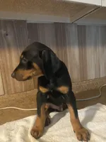 N/A 5, a male Doberman Pinscher for sale in City Of Industry, CA – Photo 3 of 7