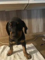 N/A 5, a male Doberman Pinscher for sale in City Of Industry, CA – Photo 7 of 7