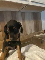 N/A 5, a male Doberman Pinscher for sale in City Of Industry, CA – Photo 1 of 7