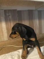 N/A 5, a male Doberman Pinscher for sale in City Of Industry, CA – Photo 5 of 7