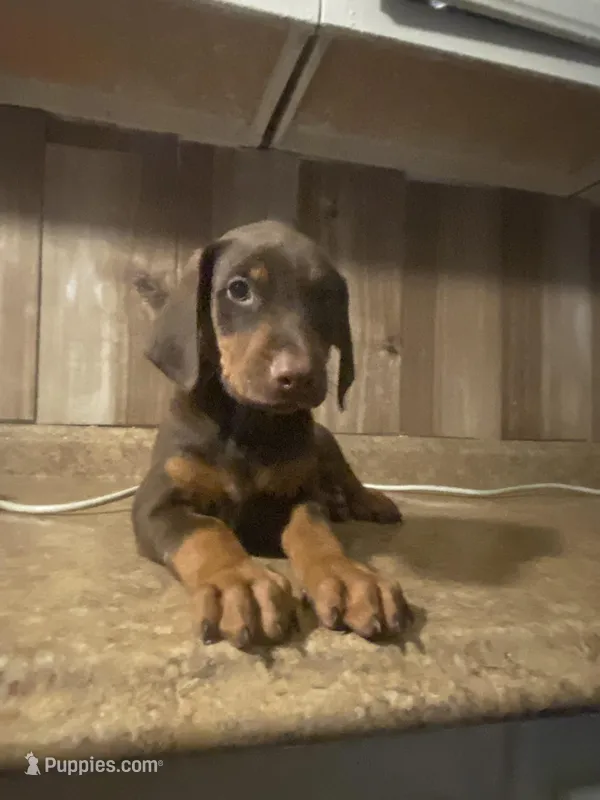 N/A 1 – Doberman Pinscher puppy for sale in City Of Industry, CA