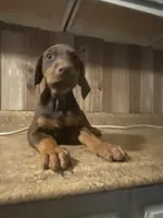 N/A 1, a female Doberman Pinscher for sale in City Of Industry, CA – Photo 5 of 5