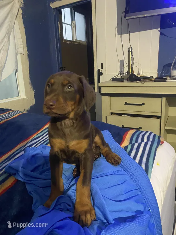 N/A 6 – Doberman Pinscher puppy for sale in City Of Industry, CA