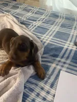 N/A 6, a male Doberman Pinscher for sale in City Of Industry, CA – Photo 5 of 7