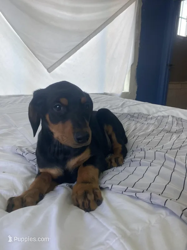 N/A 7 – Doberman Pinscher puppy for sale in City Of Industry, CA