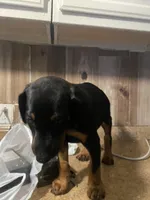 N/A 3, a male Doberman Pinscher for sale in City Of Industry, CA – Photo 1 of 3