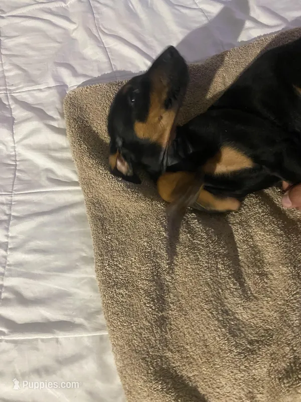 N/A 3 – Doberman Pinscher puppy on hold in City Of Industry, CA