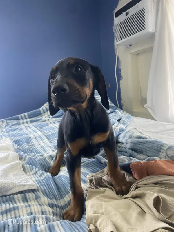 N/A 3 – Doberman Pinscher puppy for sale in City Of Industry, CA