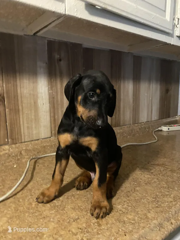 N/A 4 – Doberman Pinscher puppy for sale in City Of Industry, CA