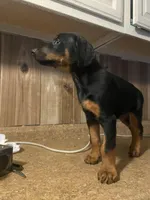 N/A 4, a female Doberman Pinscher for sale in City Of Industry, CA – Photo 3 of 7