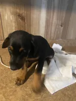 N/A, a female Doberman Pinscher for sale in City Of Industry, CA – Photo 2 of 4