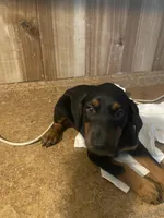 N/A, a female Doberman Pinscher for sale in City Of Industry, CA – Photo 4 of 4