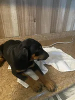 N/A, a female Doberman Pinscher for sale in City Of Industry, CA – Photo 3 of 4