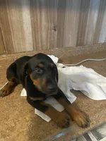 N/A, a female Doberman Pinscher for sale in City Of Industry, CA – Photo 1 of 4