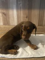 N/A, a female Doberman Pinscher for sale in City Of Industry, CA – Photo 5 of 7