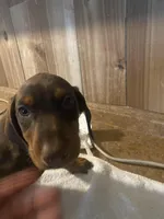 N/A, a female Doberman Pinscher for sale in City Of Industry, CA – Photo 7 of 7