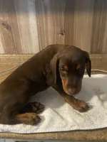 N/A, a female Doberman Pinscher for sale in City Of Industry, CA – Photo 6 of 7