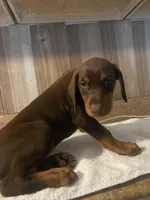 N/A, a female Doberman Pinscher for sale in City Of Industry, CA – Photo 2 of 7