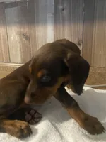 N/A, a female Doberman Pinscher for sale in City Of Industry, CA – Photo 3 of 7