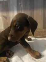 N/A, a female Doberman Pinscher for sale in City Of Industry, CA – Photo 4 of 7