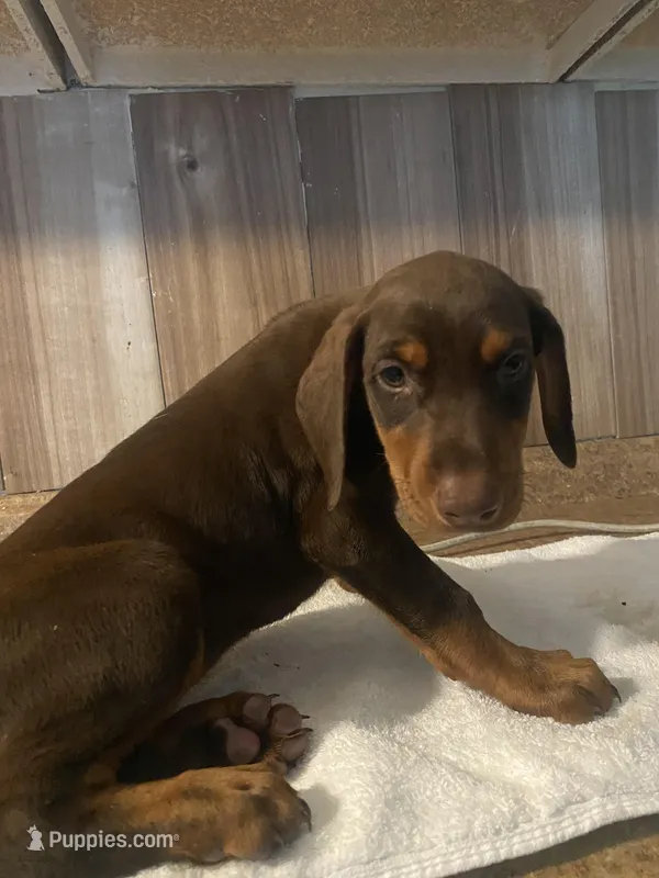 N/A – Doberman Pinscher puppy for sale in City Of Industry, CA