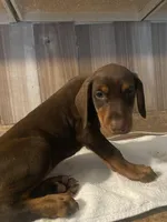 N/A, a female Doberman Pinscher for sale in City Of Industry, CA – Photo 1 of 7