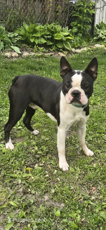 Buddy – Boston Terrier puppy for sale in Delavan, WI