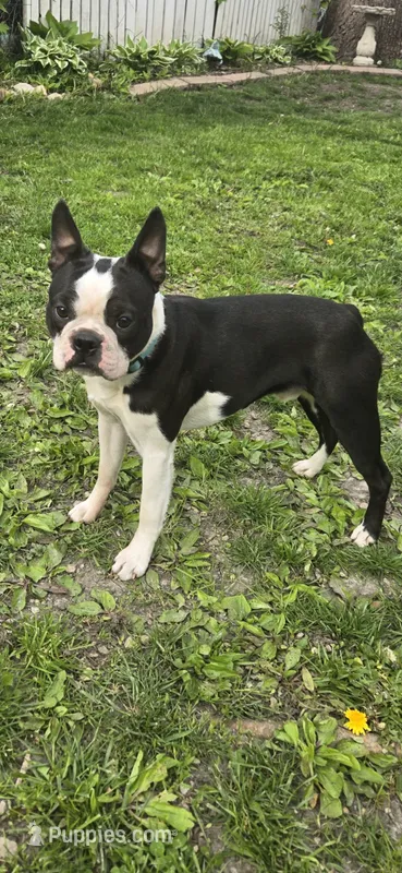 Buddy – Boston Terrier puppy for sale in Delavan, WI