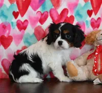 processed/4d9a607d-bf38-4a09-b339-c19ce1c98f04/listing/79ec6f9f-4588-40c8-9209-d24036eb10c1/a4971c01-8b69-4e56-a7d5-6fc246acc748