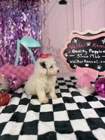 Toy female , a female Cavapoo for sale in Pearson, GA – 5 of 5