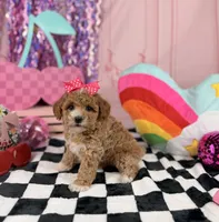 Toy Girl, a female Miniature Goldendoodle for sale in Pearson, GA – 2 of 4