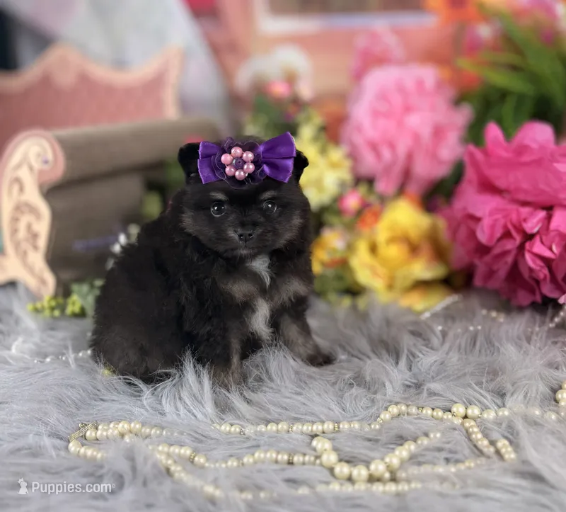Pom female  – Pomeranian puppy for sale in Pearson, GA
