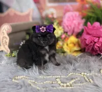 Pom female , a female Pomeranian for sale in Pearson, GA – 1 of 3