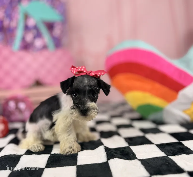Toy black and white Parti  – Miniature Schnauzer puppy for sale in Pearson, GA