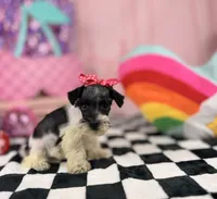 Toy black and white Parti , a female Miniature Schnauzer for sale in Pearson, GA – 1 of 4