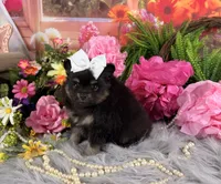Baby girl pom, a female Pomeranian for sale in Pearson, GA – 3 of 4