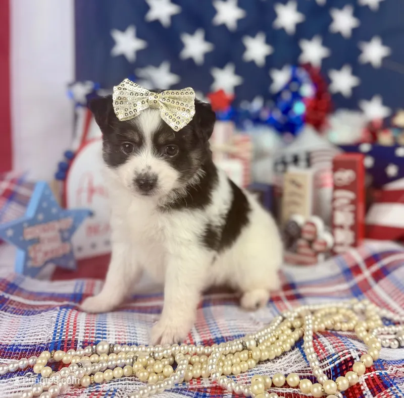 Toy Aussie girl – Toy Australian Shepherd puppy for sale in Pearson, GA
