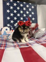 Tri female , a male Pomeranian for sale in Pearson, GA – 2 of 4