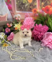 Cream Girl , a female Pomeranian for sale in Pearson, GA – 5 of 5