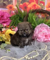 Tiny Sable boy , a male Pomeranian for sale in Pearson, GA – 1 of 5